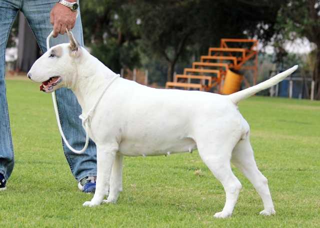 Kunjuri Kismet of Morningside | Bull Terrier 