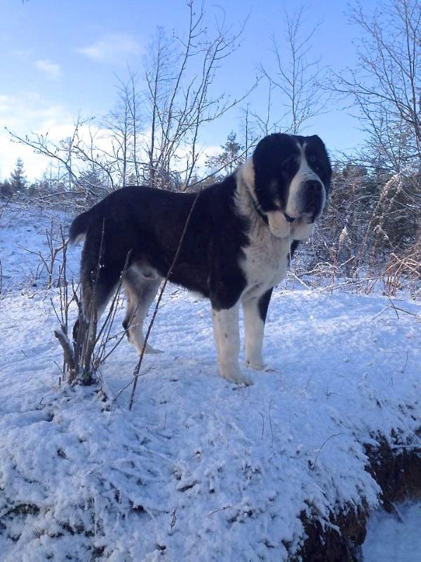 Gardian Endzel Jair | Central Asian Shepherd Dog 