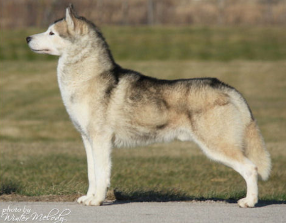 Kristari's Just Cruisin | Siberian Husky 