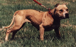 Allen's Tornado 10XW | American Pit Bull Terrier 