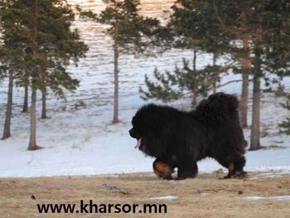 kharsor tank | Tibetan Mastiff 