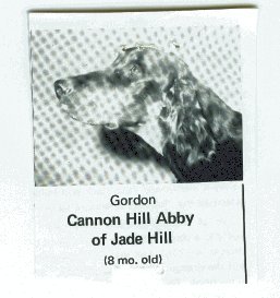 Cannon Hill Abbey of Jade Hill | Gordon Setter 