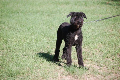 Diva Tessa De Maitre De Noir | Bouvier des Flandres 