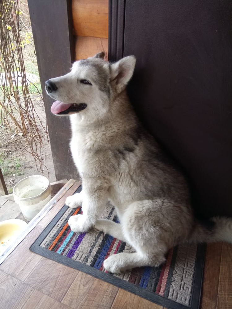 Gold Of Maja Ismet Maymak Auy | Alaskan Malamute 