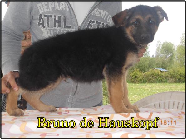 Bruno de Hauskopf | German Shepherd Dog 