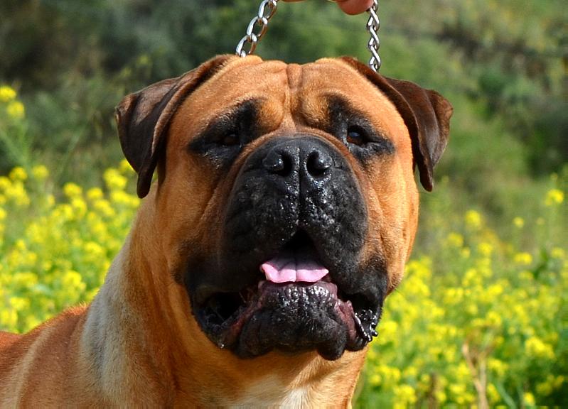 Cane Guardiano Golden Boy | Bullmastiff 