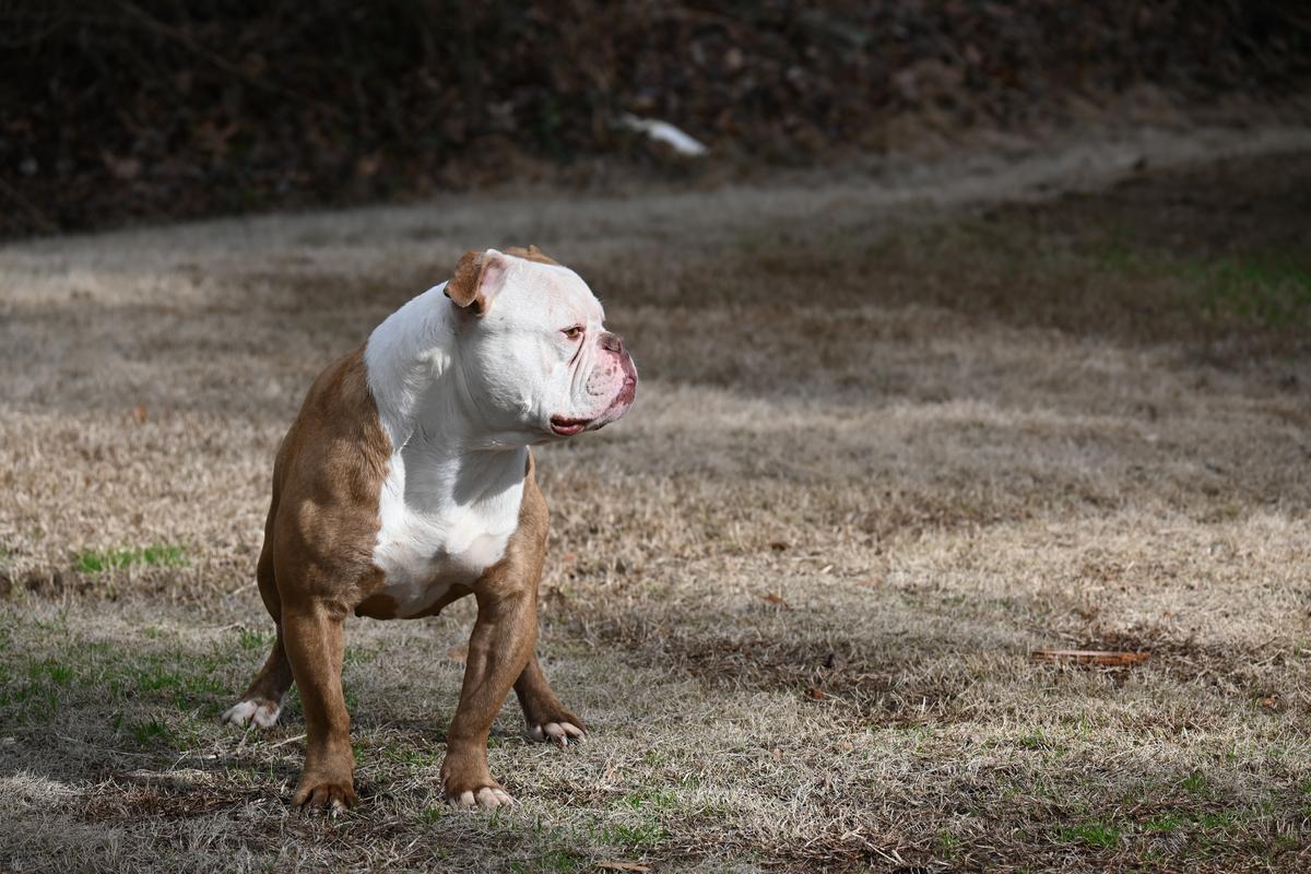 KHAOS' TORVI | Olde English Bulldogge 