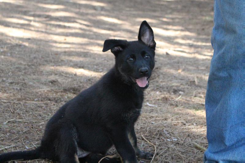 Mika von Wendelin | German Shepherd Dog 