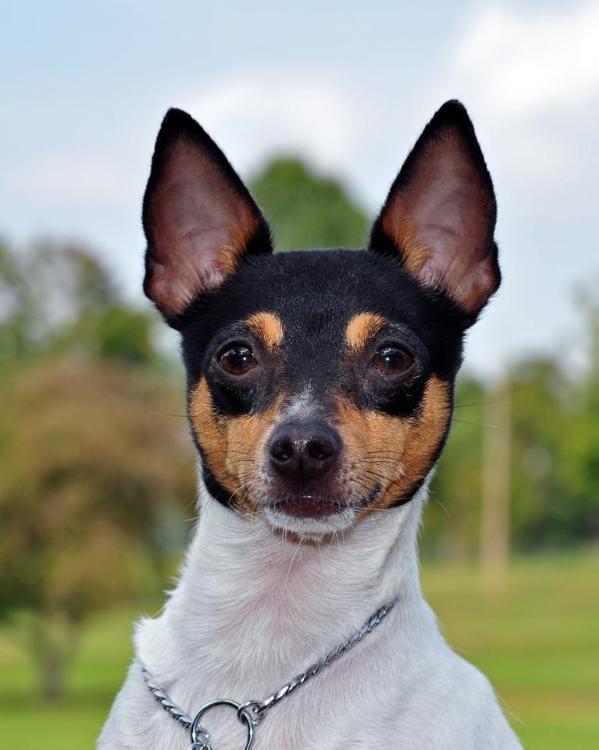 Flair'S lil' bro | Toy Fox Terrier 