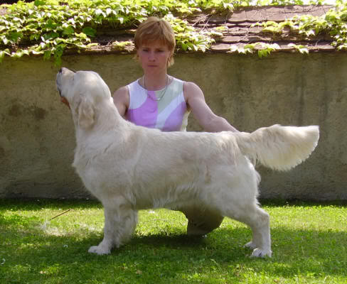 Excellent Magic Is Friendly | Golden Retriever 