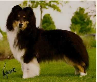 Apple Acres Standing Ovation | Shetland Sheepdog 