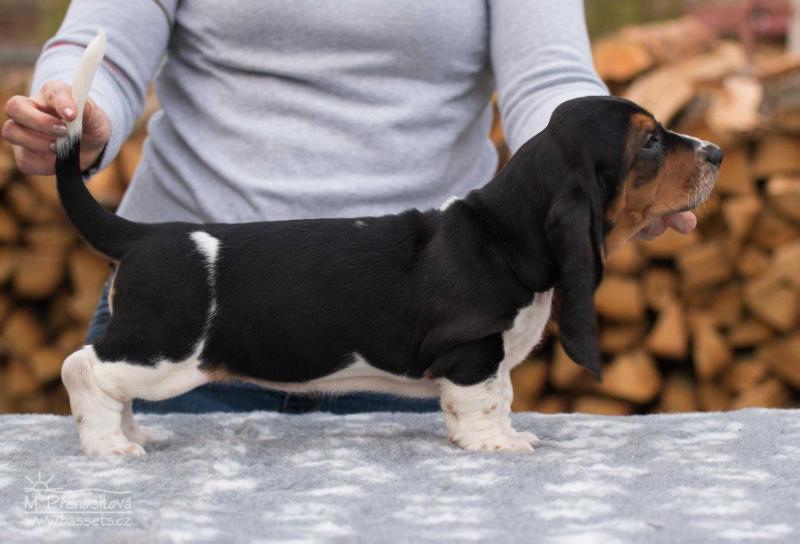 Xsara Lady Barnett's | Basset Hound 