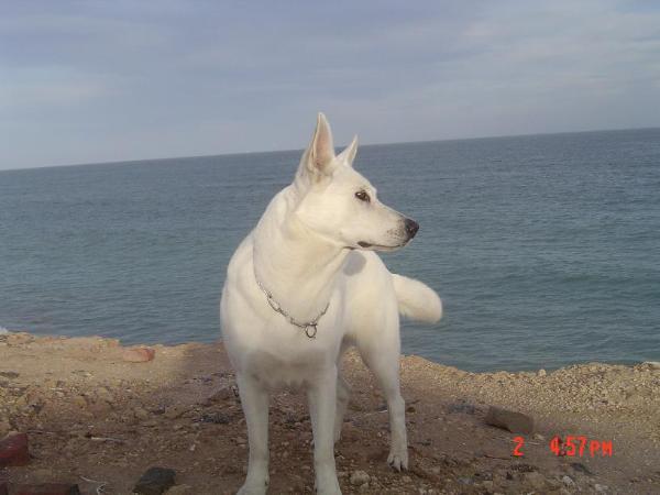 Caipirinha de Ancalu | White Swiss Shepherd Dog 