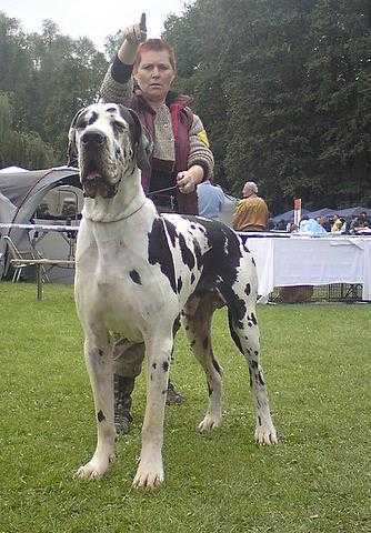 Zerberus From Valvasor's Land | Great Dane 