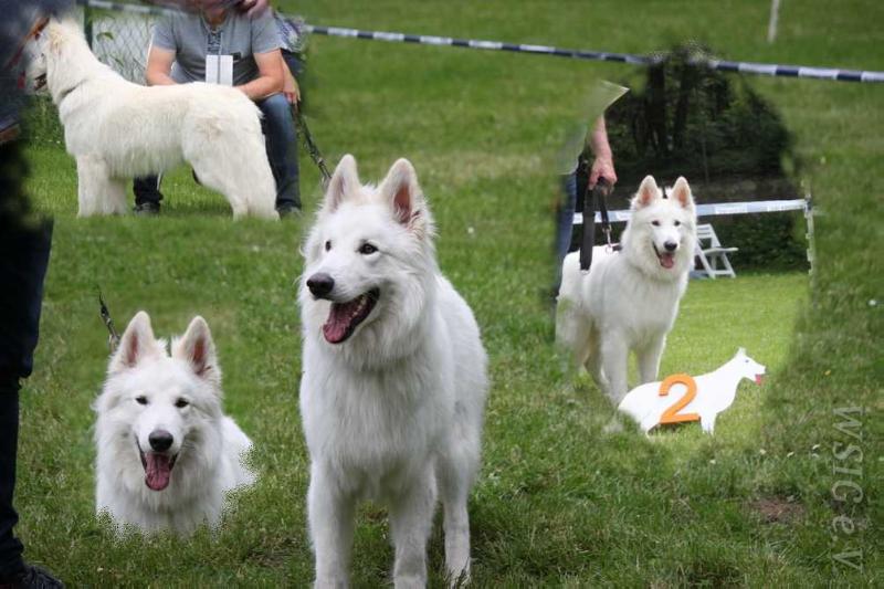 De Vito Lucky vom Schweriner Schloßgarten | White Swiss Shepherd Dog 