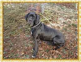 Vanille de Misandre | Great Dane 