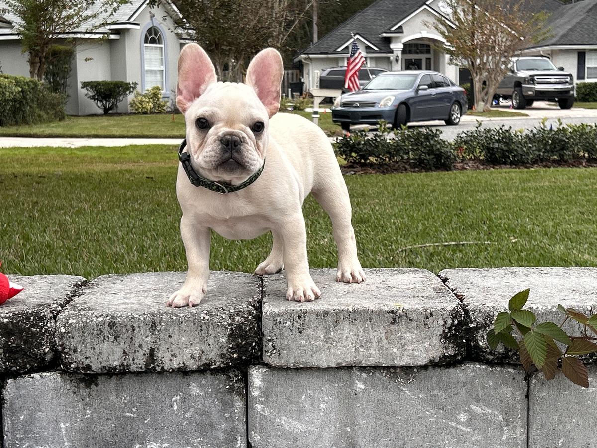 Roman De La Rose’s Cooper | French Bulldog 