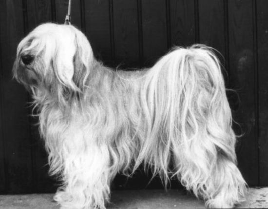 BHOTIA | Tibetan Terrier 