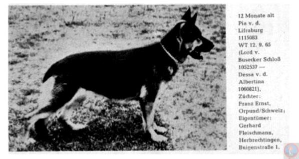 Pia von der Lifraburg | German Shepherd Dog 