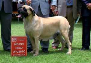 BARBIE (ACUÑA) | Mastiff 