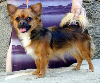 Milaja Kroha Sonya | Chihuahua 