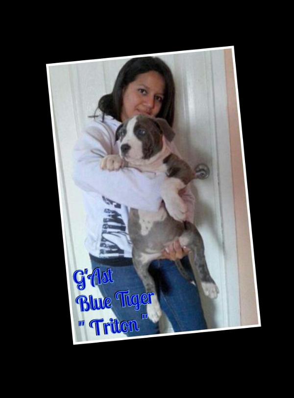 G'Ast Blue Tiger | American Staffordshire Terrier 