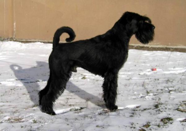 Meingret E'eben Eddi | Standard Schnauzer 