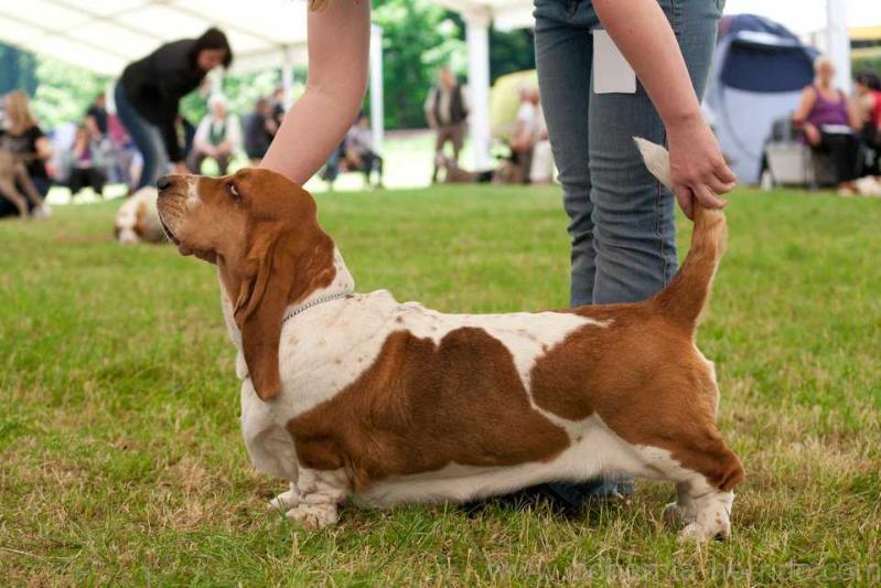 Baltik Show Allegre Queen of Hearts | Basset Hound 