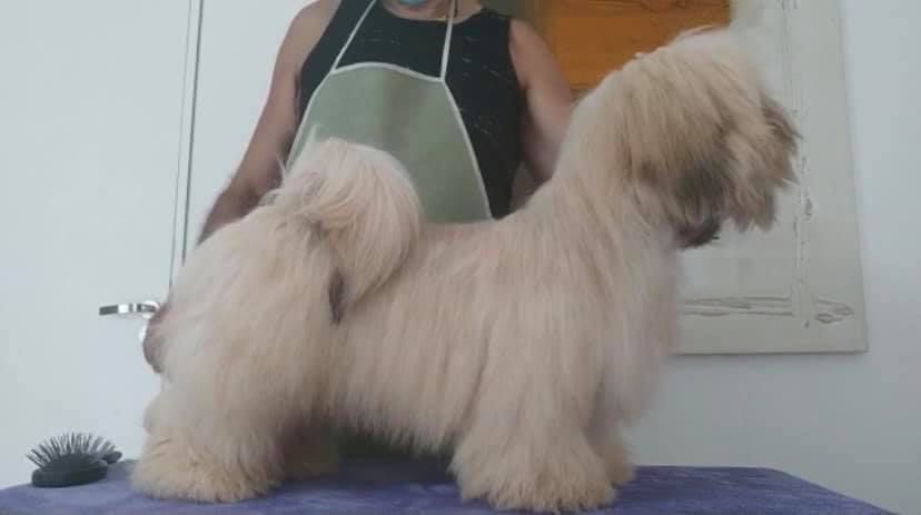 Axeram Caneleone Arthier | Lhasa Apso 