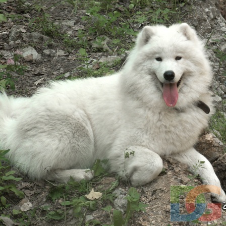 Avangard Arktik Miledi Snezhinka | Samoyed 