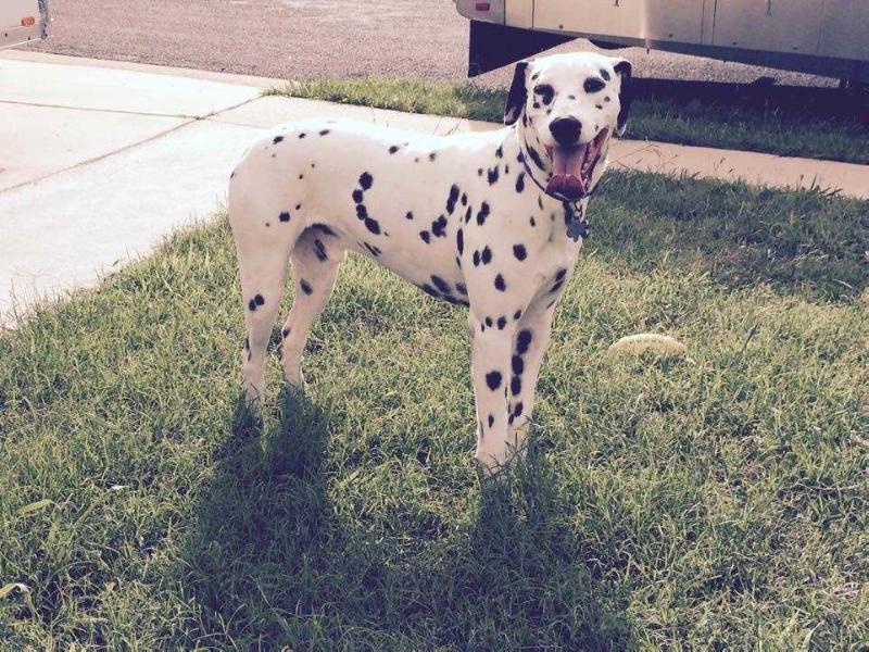 (Loto) Kw P-Tongo | Dalmatian 