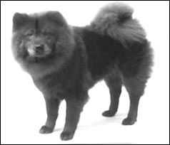 PICKLES | Chow Chow 