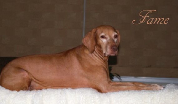 Toldin Boelte's Flight To Fame | Hungarian Vizsla 