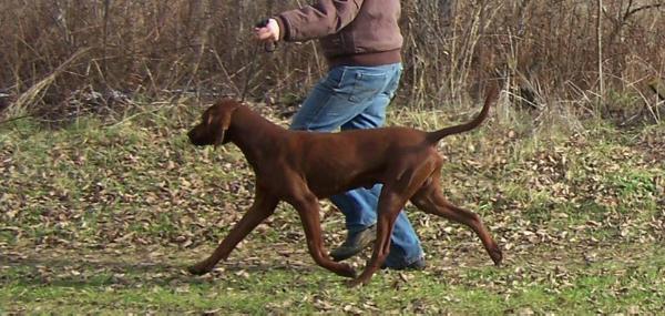 Rimfires Looking For Trouble | Redbone Coonhound 