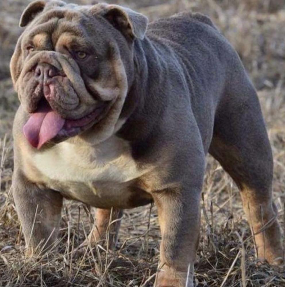 Triple Star Patron | Olde English Bulldogge 