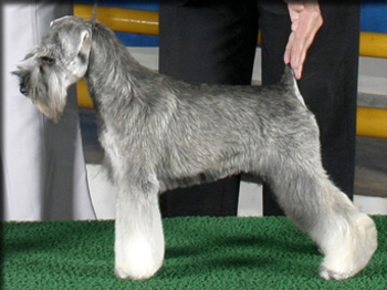 Sailer's JZ Alexsandra | Miniature Schnauzer 