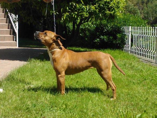 miss chiquita by choicesteel | American Staffordshire Terrier 