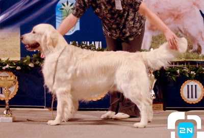 Ser Swanavly Imperial Peridot | Golden Retriever 