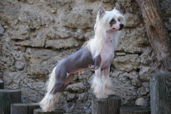 Whispering Lane Whistle While U Work | Chinese Crested 