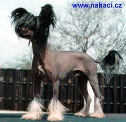 Moonswift Blue Devil | Chinese Crested 