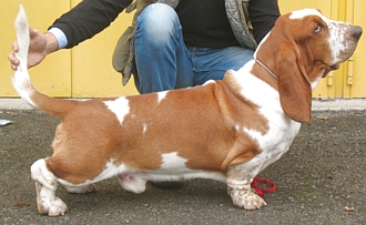 Extra Easy Van Hollandheim | Basset Hound 