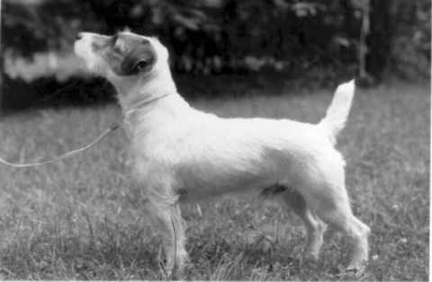 Foxwarren Digger of Rednock | Parson Russell Terrier 