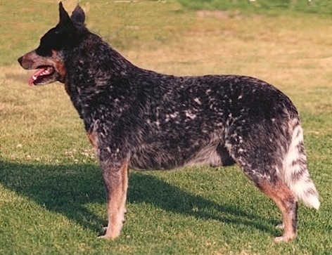 Turrella Blue Devil | Australian Cattle Dog 