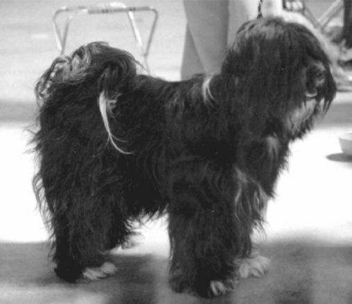 SODERUPS SHIVA | Tibetan Terrier 