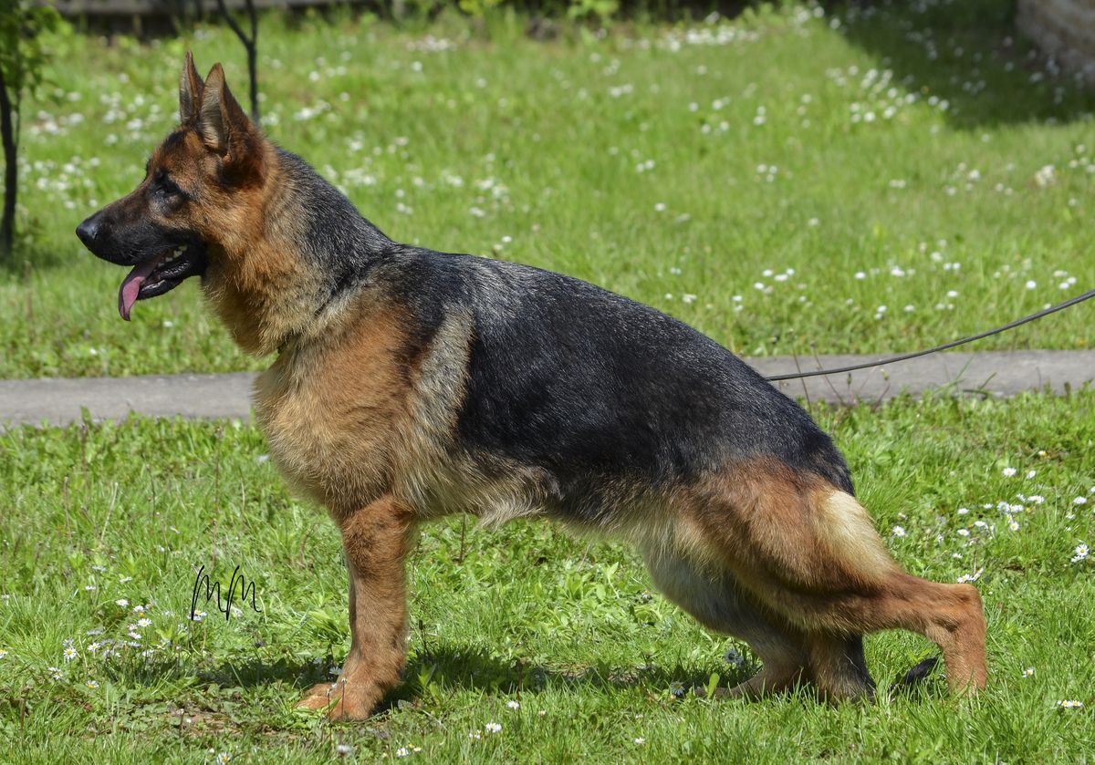 Panda Topolovnicka | German Shepherd Dog 