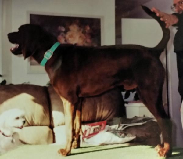 Redcoat Hit The Road Jack | Redbone Coonhound 