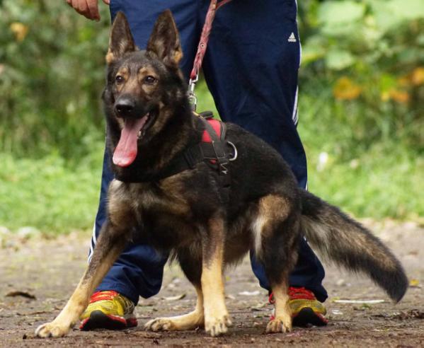 Tera de AztlanK9 | German Shepherd Dog 