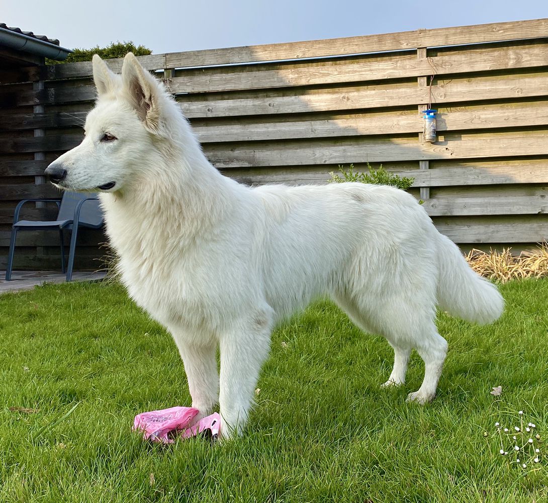 White Evening Star Heart Go Bang | White Swiss Shepherd Dog 