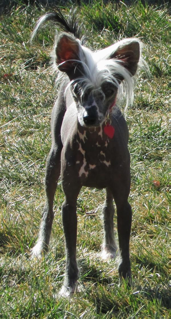 Burkhalters Sookie Sue | Chinese Crested 