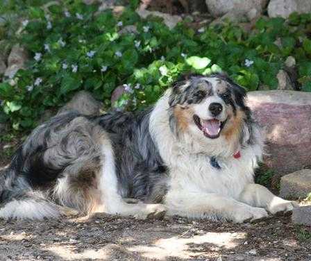 Ethyantuckerhcf | Border Collie 